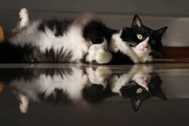 Tuxedo Ragdoll Cat: Info, Pictures, Facts & History
