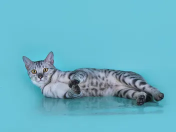 F5 Savannah Cat: Info, Pictures, Facts & Origin