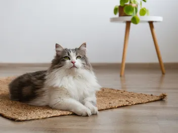 13 Quiet Cat Breeds That Don’t Meow a Lot (With Info & Pictures)