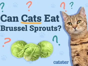 Can Cats Eat Brussels Sprouts? Vet-Approved Diet Facts & FAQ