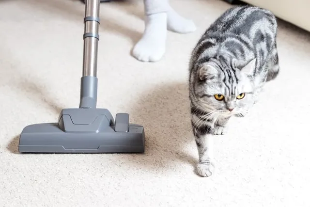 Does Vacuuming Kill Fleas on Cats? Vet-Reviewed Facts & Advice