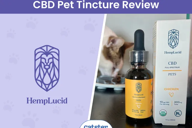 HempLucid Organic Full-Spectrum CBD for Pets Review 2026: My Kitten, Makoa's Experience