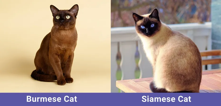 Burmese vs Siamese Side by side