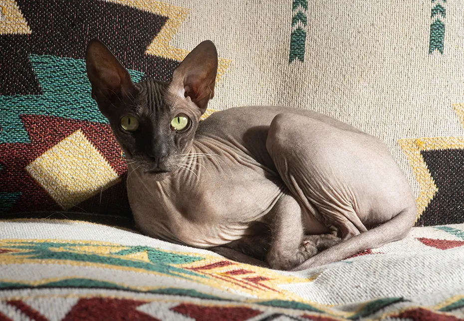 Donskoy cat lying on the sofa
