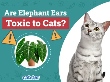 Are Elephant Ears (Alocasia) Toxic to Cats? Vet-Reviewed Houseplants Examined