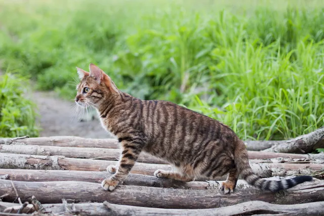 Why Does My Cat Want to Go Outside So Bad? 6 Vet Approved Reasons