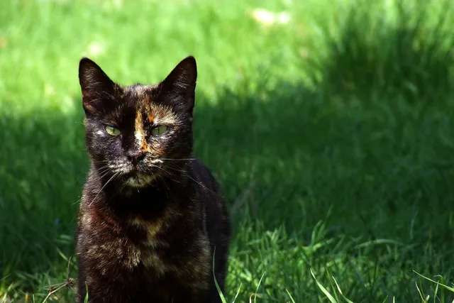 7 Interesting Facts About Tortoiseshell Cats for Feline Lovers