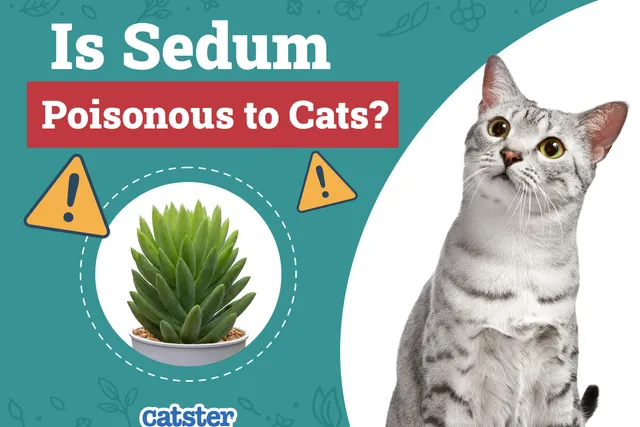 Is Sedum Poisonous to Cats? Common Houseplants Examined & Vet-Reviewed