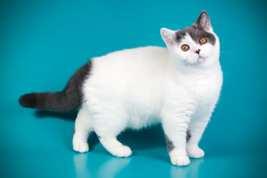 Bi-Color Shorthair Cat