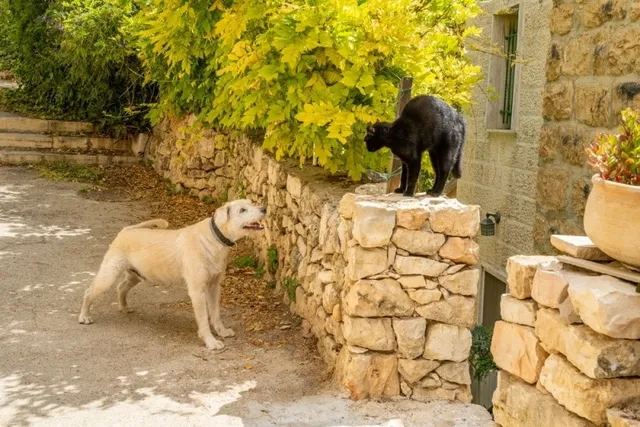 Do Cats and Dogs Hate Each Other? Vet-Approved Explanation