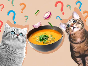 Can Cats Eat Soup? Vet-Reviewed Facts & FAQ