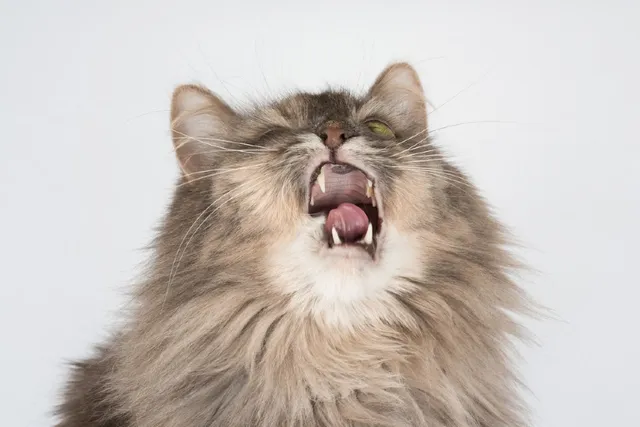 Cat Wheezing: Our Vet Explains What It Is, Why It Happens & When to See a Vet