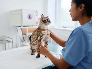 Treating Heartworm Disease in Cats: Can It Be Cured? Vet-Approved Info