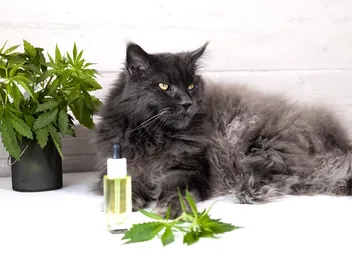 What Is the Difference Between Cat & Human CBD Oil? Vet-Verified Facts & Safety Guide