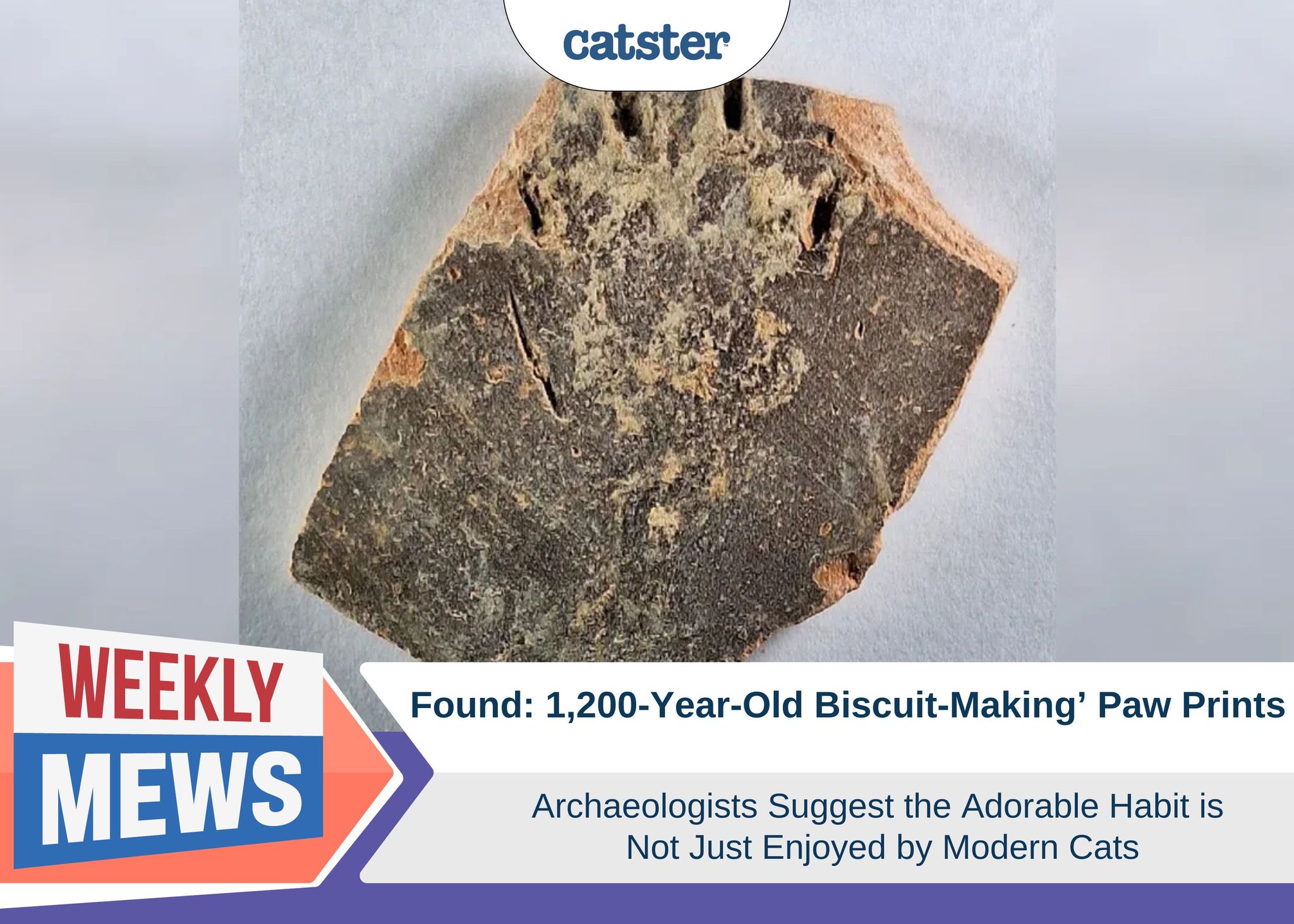 1,200-Year-Old ‘Biscuit-Making’ Paw Prints Found by Archaeologists Suggest the Habit is Not Just for Modern Cats