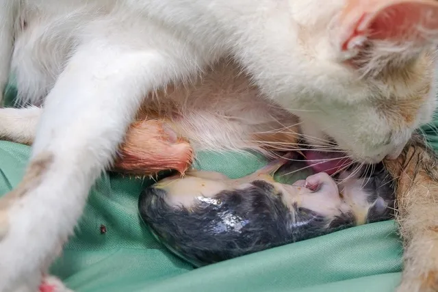 How to Help a Cat Give Birth: 5 Vet-Reviewed Tips