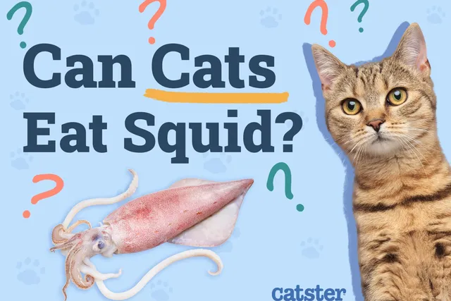 Can Cats Eat Squid? Vet-Approved Nutrition Facts, Risks & Feeding Info