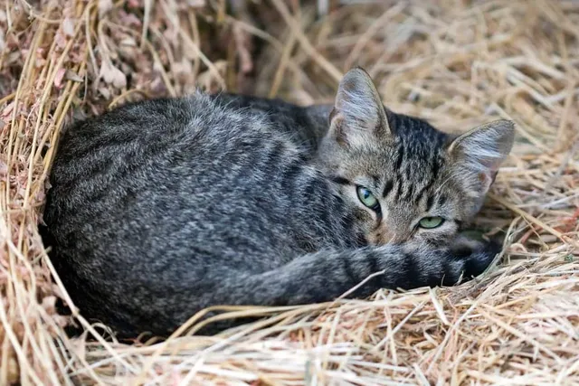 How to Get a Feral Cat to Use a Shelter: 8 Vet-Reviewed Tips & Considerations