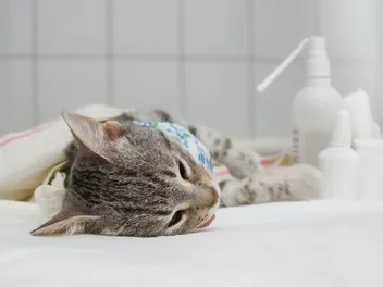 How Long Does a Cat Take to Recover From Spaying? (Vet Answer)