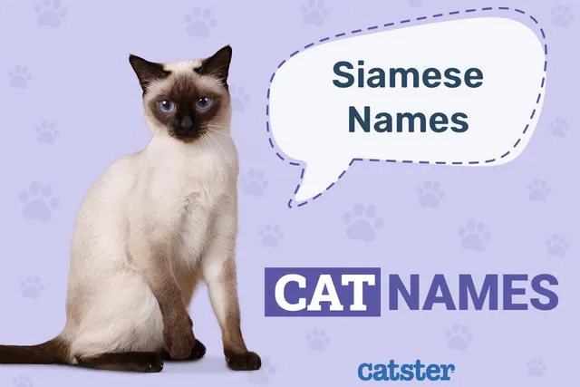 210+ Siamese Cat Names: Ideas for Sassy Felines
