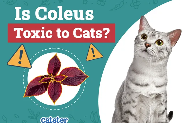 Is Coleus Toxic to Cats? Vet Approved Advice
