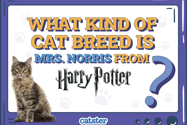 What Kind of Cat Breed Is Mrs. Norris From Harry Potter? Interesting Movie Facts