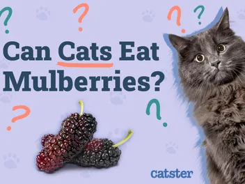 Can Cats Eat Mulberries? Vet-Reviewed Facts & FAQs