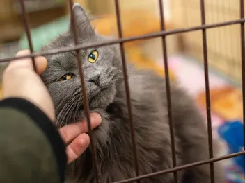 10 Compelling Reasons to Adopt a Cat (Vet Approved Guide)