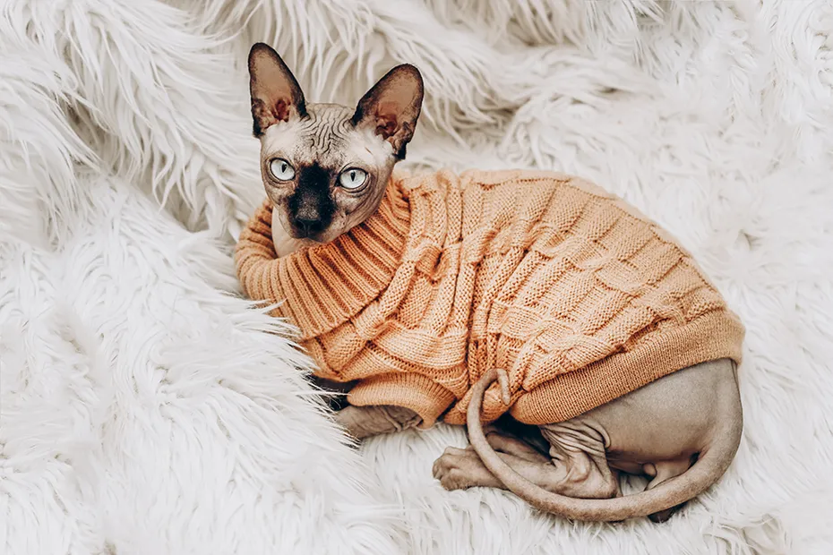 canadian sphynx cat wearing knitted sweater