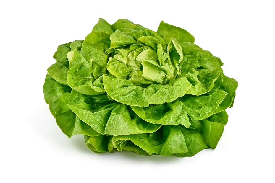 Buttercrunch-Lettuce