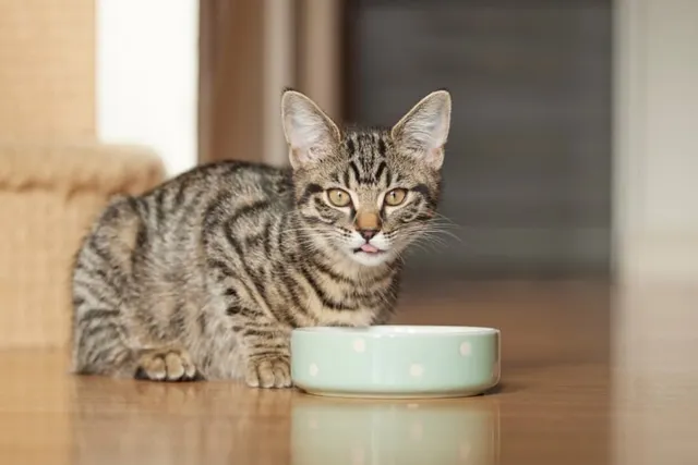 How to Put Your Cat on a Diet: 20 Tips to Lose Weight (Vet Answer)