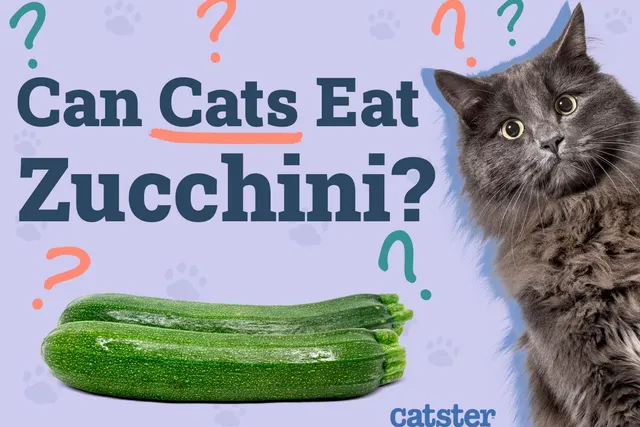 Can Cats Eat Zucchini? Vet Explained Nutrition & FAQ