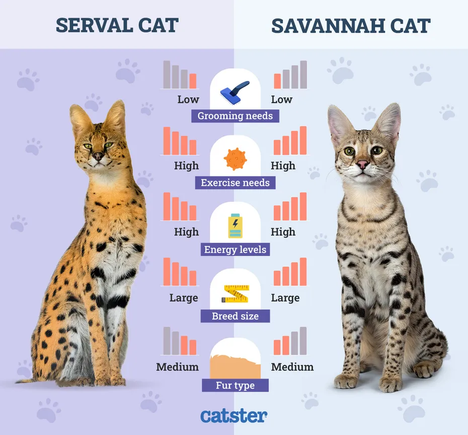 Catster_Side by Side Comparison Serval Cat vs Savannah Cat