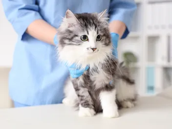 How Long Does a Cat Take to Recover From Neutering? (Vet Answer)