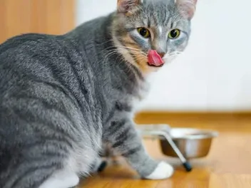 My Cat Doesn't Chew His Food: Vet-Reviewed Concerns & FAQ