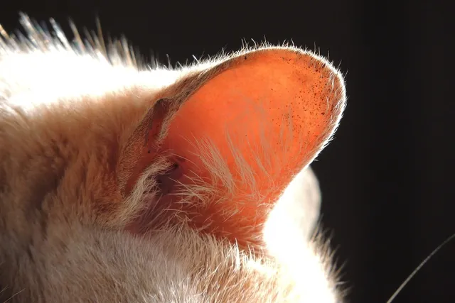 What’s Up With the Cute Fuzz Inside Your Cat’s Ear? Vet-Reviewed Feline Anatomy