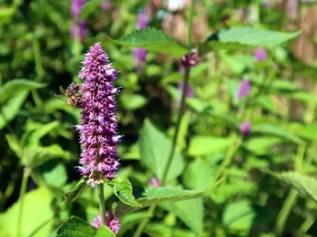 Is Patchouli Safe for Cats? Vet-Reviewed Health Facts