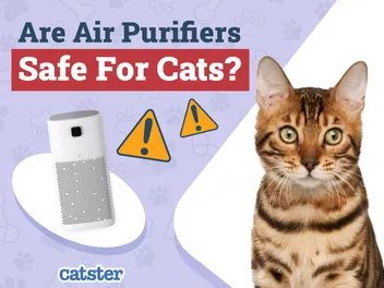 Are Air Purifiers Safe for Cats? Vet-Approved Facts & Safety Tips