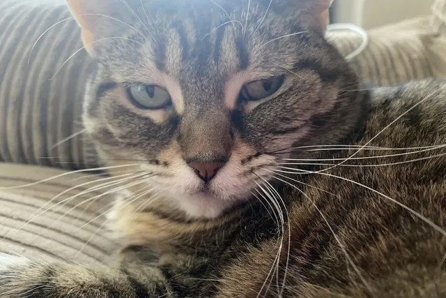 Moody Blues: Cats and Their Emotions