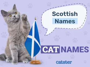 240 Scottish Cat Names To Get You Inspired (2026 Update)