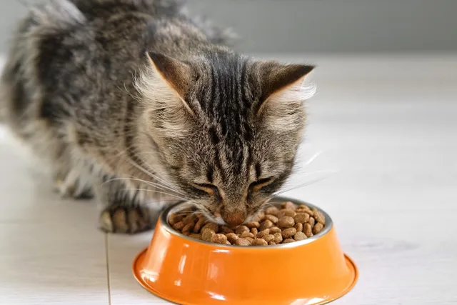 How Do I Get My Cat to Gain Weight? Our Vet Answers With Infographic