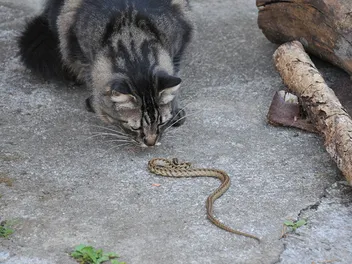 Cat Bitten by Snake, What Should I Do? Our Vet Explains