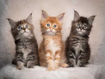 Maine Coon Kittens for Sale in USA: Breeders List 2026