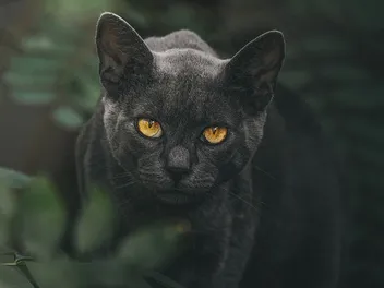 Cat Sìth: The “King of Cats” From Celtic Mythology