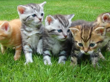Can Cats Have Purple Eyes? Vet-Reviewed Facts