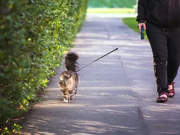 Should You Walk Your Cat? Vet-Reviewed Pros, Cons & FAQ