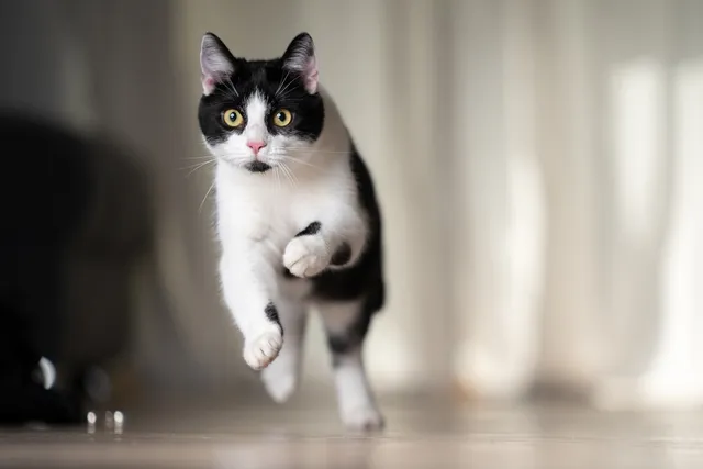 How Can I Tell If My Cat Is Overstimulated? 10 Vet-Reviewed Signs to Look For