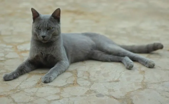 Raas Cat: Breed Info, Facts, Pictures & Care