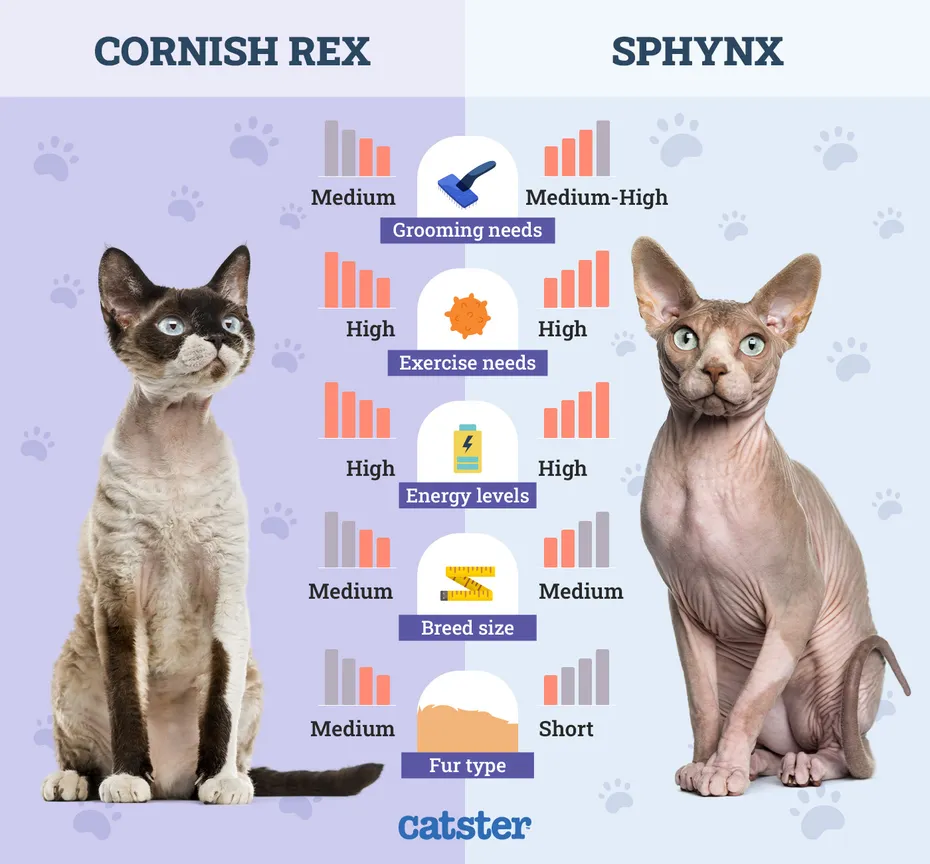 Catster_Side by Side Cornish Rex vs Sphynx