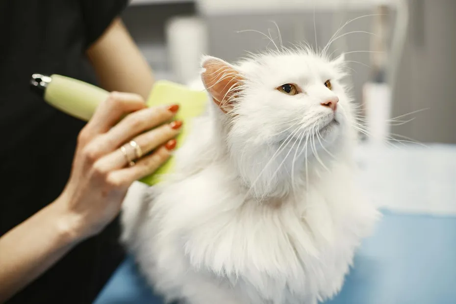 groomer brushing Turkish Angora cat